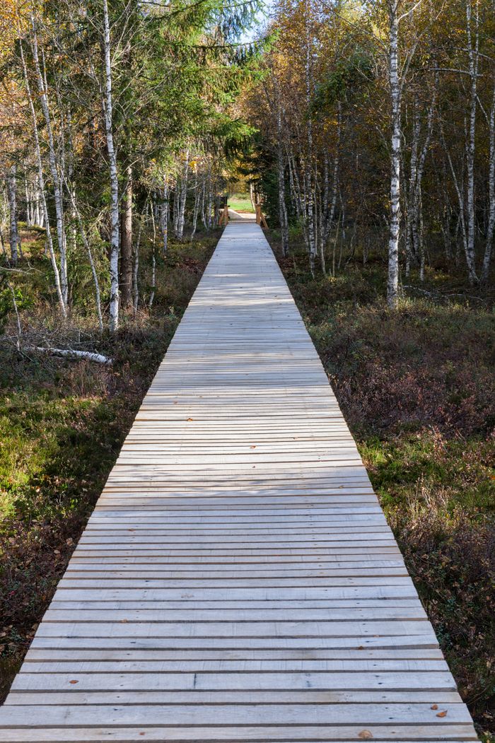 A serene wooden walkway leads through a birch forest, showcasing autumn's beauty in a peaceful setting.